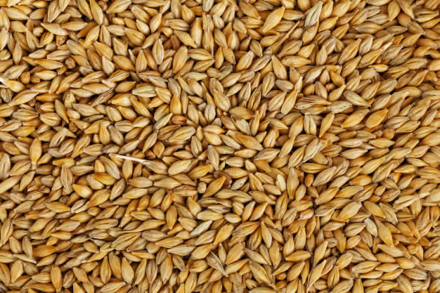 Cevada (malte) armazenada para a preparação de cerveja