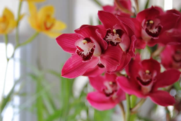 Cultivo de orquídeas para comercialização