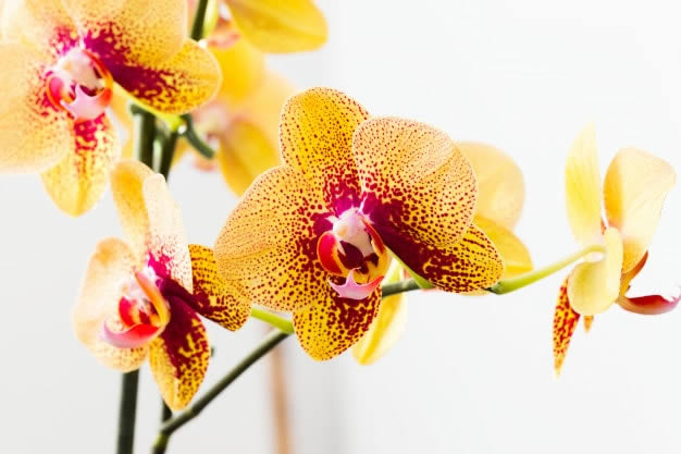 Orquídeas amarelas em fundo branco protegidas do excesso de umidade