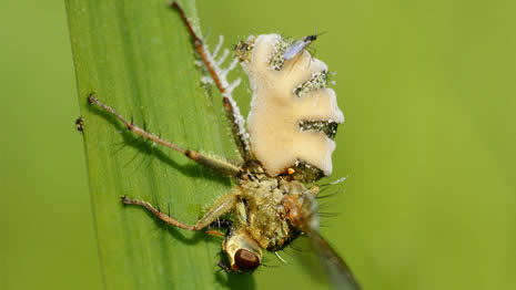 Imagem ilustrativa do fungo Entomophthora muscae agindo sobre a praga