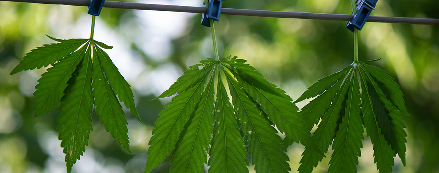 Imagem da Cannabis em fase de secagem.jpeg