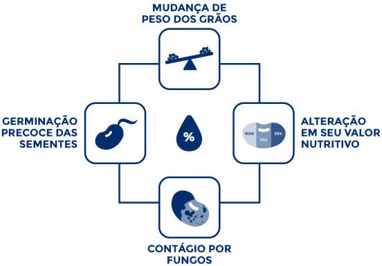 Infográfico Grãos