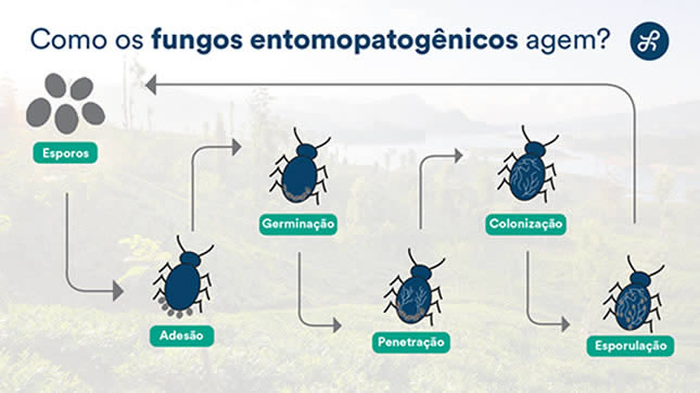 Infográfico ilustrativo sobre a ação dos fungos entomopatôgenicos