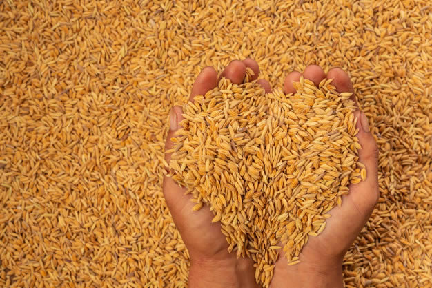 Mãos segurando uma porção de sementes armazenadas
