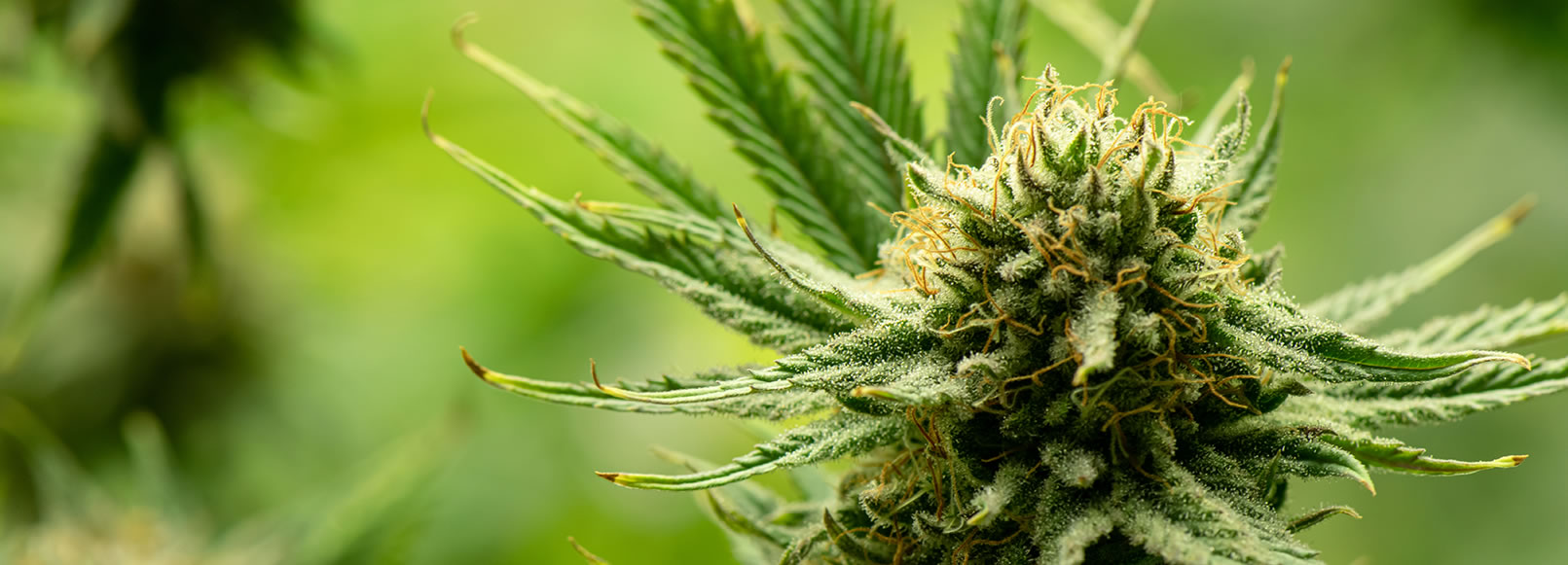 Imagem da Cannabis em período de floração.jpeg