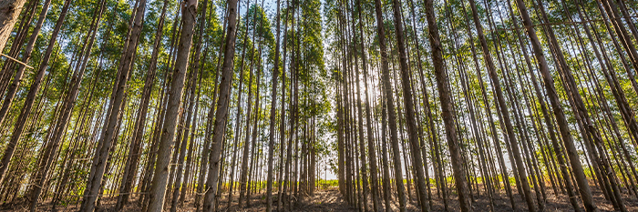 imagem ilustrativa de uma floresta com eucalipitos