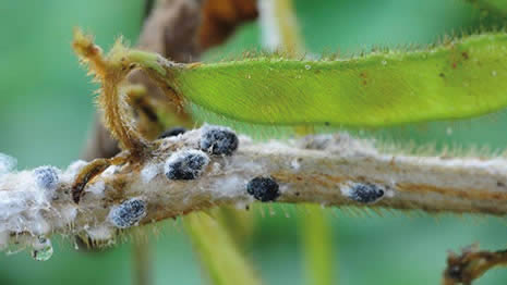 Imagem ilustrativa do fungo trichoderma agindo sobre a praga