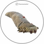 Demodex folliculorum e demodex brevis