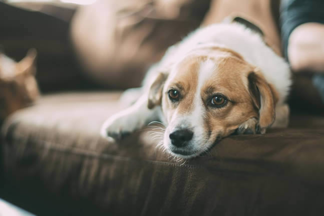 Remova Pelos de Animais de Estimacao