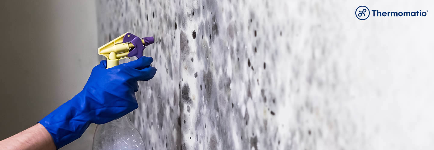Tracas O Que Sao E Como Afasta Las Naturalmente