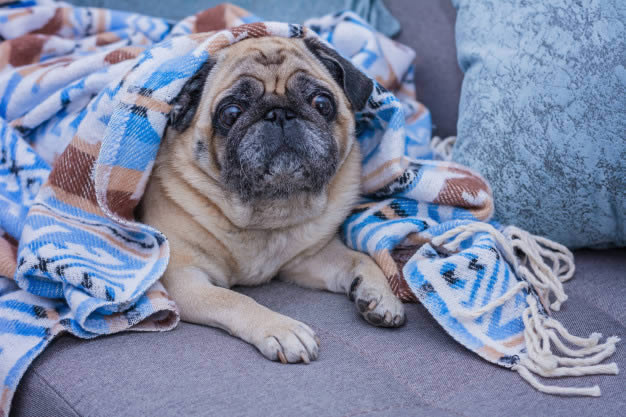 Cachorro deitado em cima de um sofá e enrolado em cobertas