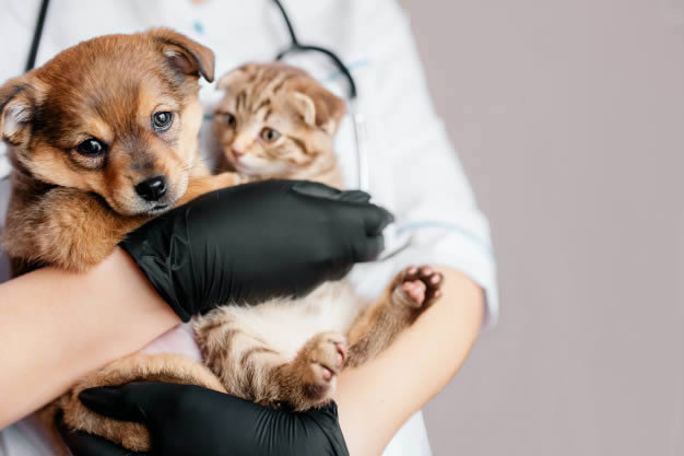 Veterinário segurando um filhote de cachorro e um filhote de gato nas mãos