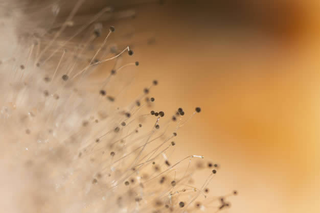 Fotografia close-up de fungos e seus esporos