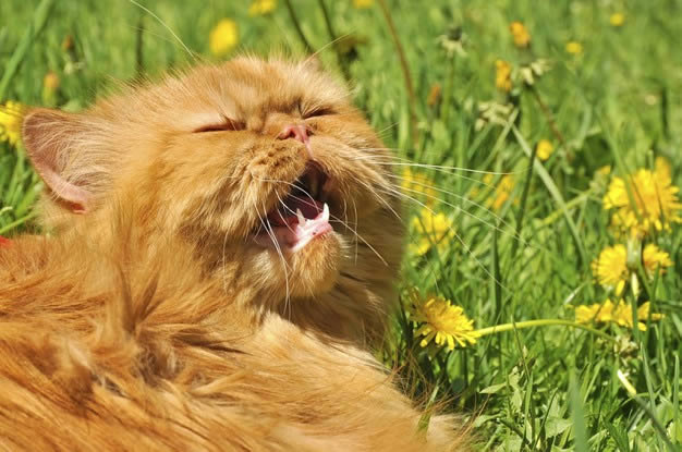 Gato ao ar livre espirrando devido ao pólen das flores