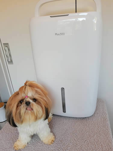 cachorra ou lado de um desidrat plus 300