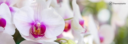 Desumidificador de Ar para Cultivo de Orquídeas