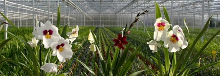 Desumidificadores para Produção de Flores Desumidificadores para Produção de Flores