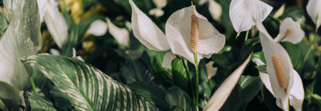 Foto Como Plantas Podem Purificar O Ar?