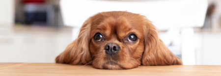 Foto Doenças Respiratórias em Animais de Estimação